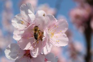 Mandelblüte mit Biene